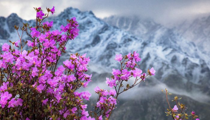 Весенний Алтай — Когда поют горы!