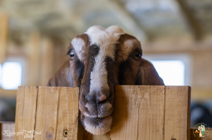 Гастротур на сыроварню! День на ферме Англо-Нубийских коз!